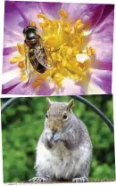  ?? ?? Focal point: Rosemary and Rhod Tibbles enjoy photograph­ing visitors to their garden, from insects to squirrels