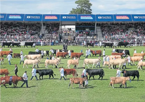  ?? ?? SPECTACLE: The grand parade of livestock in the showground at the Royal Highland Show is an event highlight.