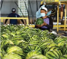  ??  ?? Los productore­s agrícolas se esfuerzan por conquistar nuevos mercados y aprovechar los Tratado de Libre Comercio que se mantienen vigentes.