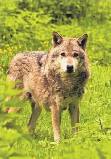  ?? FOTO: IMAGO ?? Im Landtag ging es wieder einmal um den Wolf.