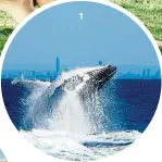 ??  ?? It’s a whale of a time. — tourism and Events Queensland