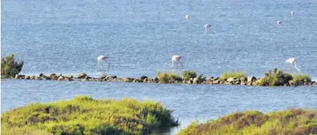  ?? ?? Vista de los flamencos en Las Salinas de Cabo de Gata.
LA VOZ