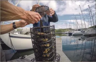  ?? Photograph: Philip Price/Lochvision­s ?? The oysters are placed in the cages to be lowered into Loch Craignish at Ardfern Yacht Centre.