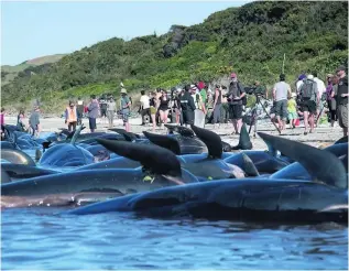  ?? Marty Melville / AFP ?? Most of the 400 pilot whales that were stranded on the shore on Friday died.