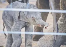  ?? ROBERTO E. ROSALES JOURNAL ?? Rozie the Asian elephant’s new calf, born May 4, follows her around at the Albuquerqu­e Zoo.