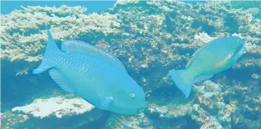  ?? Picture: COURTESY OF BIRGIT HACKLI ?? Parrotfish can nibble on coral with their beaks.