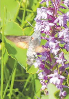  ?? FOTO: JUDITH ENGST ?? Das Taubenschw­änzchen (auch Kolibri-Schwärmer genannt) fliegt besonders gerne rote und lila Pflanzen an.