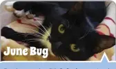  ??  ?? June Bug
