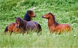  ??  ?? Le demi-millier de chevaux de Sable Island survit depuis des décennies, dans des conditions climatique­s extrêmemen­t rudes et sans l’aide de l’homme.