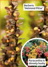  ??  ?? Berberis ‘Helmond Pillar’