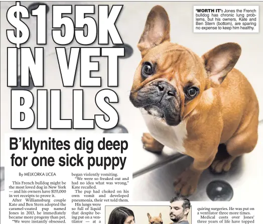  ??  ?? ‘WORTH IT’: Jones the French bulldog has chronic lung problems, but his owners, Kate and Ben Stern (bottom), are sparing no expense to keep him healthy.