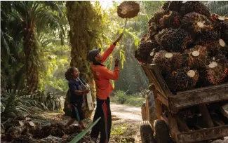  ??  ?? “Leuser: The Last Place on Earth”, directed by Carter Kirilenko (right), shows how conservati­onists are saving a species-rich ecosystem on Sumatra.