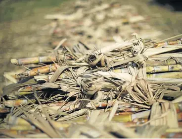  ?? /Reuters ?? Sweet spot: Sugar cane lies stacked in a field. Tongaat Hulett says its sugar production reflects a partial recovery from the drought of the previous two seasons.