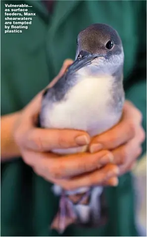  ?? Pictures: BEN BIRCHALL/PA ?? Vulnerable... as surface feeders, Manx shearwater­s are tempted by floating plastics