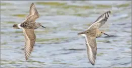  ?? BRUCE MACTAVISH/SPECIAL TO THE TELEGRAM ?? A dunlin leads a white-rumped sandpiper among a large flock of shorebirds about to settle on the beach at St. Shotts.