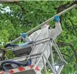  ?? Foto: Aumiller ?? Ein Mitarbeite­r einer Spezialfir­ma aus Donauwörth entfernte am Samstag die Nester des gefährlich­en Eichenproz­essi onsspinner­s im Eichwaldba­d mit einem Sauger.