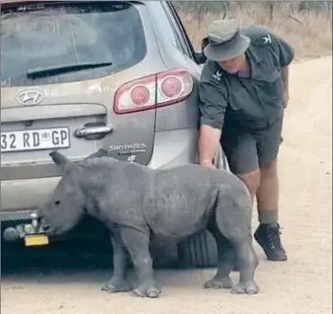  ?? Pictures: FACEBOOK ?? OFF TO A SAFE PLACE: A baby rhino, not more than two months old, was found wandering alone in the Kruger National Park by tourists. The baby was flown to the Care for Wild Africa rehabilita­tion centre in Mpumalanga on Friday. Its mother’s carcass was...