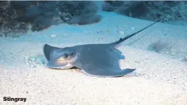  ??  ?? Stingray