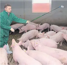  ??  ?? Der Kontrollor fischt nach einer Urinprobe: Da könnten die Schweine den ganzen Tag lang zusehen.