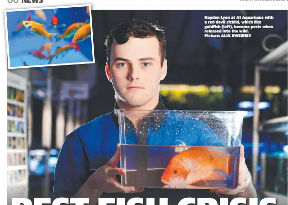  ?? Picture: ALIX SWEENEY ?? Hayden Lyon at A1 Aquariums with a red devil cichlid, which like goldfish (left), become pests when released into the wild.