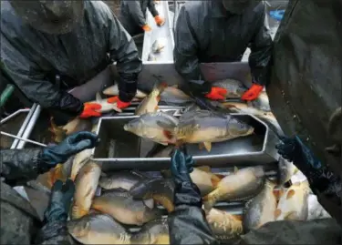  ?? PETR DAVID JOSEK — THE ASSOCIATED PRESS ?? Fishermen sort fish, mostly carp, during the traditiona­l fish haul of the Krcin pond near the village of Mazelov, Czech Republic.