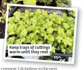  ??  ?? Keep trays of cu ings warm until they root