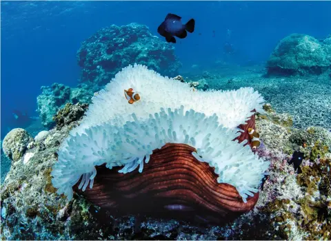  ??  ?? Coral bleaching at Japan's Okinawa island in September 2016