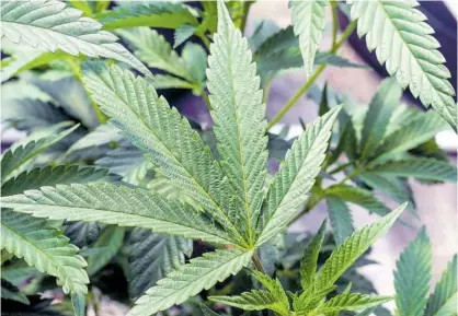  ?? AP ?? FILE - Marijuana plants are seen at a growing facility in Washington County, New York. State legislator­s will evaluate its troubled recreation­al marijuana licensing programme.