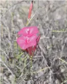  ?? Photograph: Enoc Jara/ RBG Kew ?? Ipomoea noemana, a morning glory plant found in Peru.