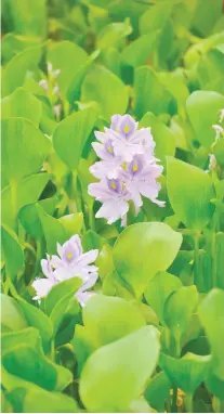  ?? SUNSTAR FOTO / ALLAN CUIZON ?? BLOOMS. The water hyacinth has been am aquatic garden staple in the United States since the 19th century.