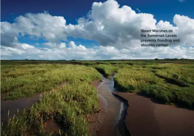  ?? ?? Steart Marshes on the Somerset Levels prevents flooding and absorbs carbon