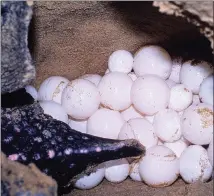  ?? Pictures: ROGER DE LA HARPE ?? READY TO HATCH: The eggs of a critically endangered leatherbac­k turtle pictured at iSimangali­so Wetland Park in KwaZulu-Natal.