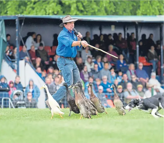  ??  ?? Animal magic: The dog and duck show is always popular at the Scottish Game Fair, which will run from Friday until July 1.