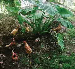  ??  ?? Urban livestock can include hens; these happy ones live in a coop below the raised bed and are let out to forage.