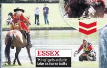  ??  ?? ESSEX ‘King’ gets a dip in lake as horse bolts