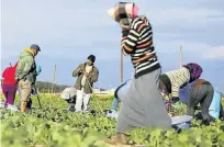  ?? Picture: ADRIAN DE KOCK ?? STANDING THEIR GROUND: Nazeer Sonday, in the black beanie, among workers in the Philippi Horticultu­ral Area