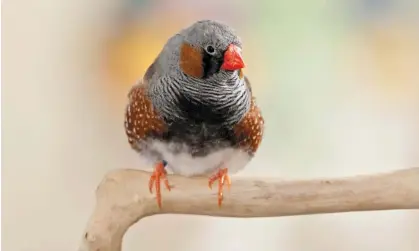  ?? Photograph: Juniors Bildarchiv GmbH/Alamy ?? The study found zebra finch chicks exposed to noise pollution in the egg were more than 10% smaller, and effects continued into their adult lives.