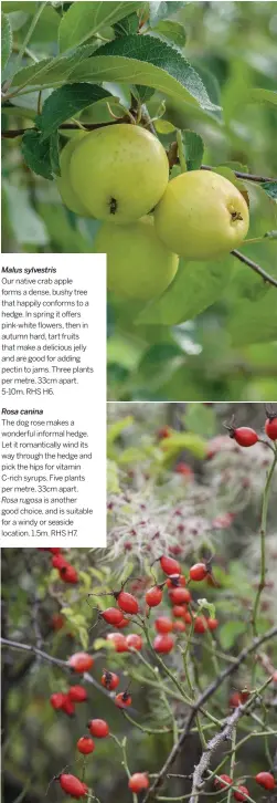  ??  ?? Malus sylvestris
Our native crab apple forms a dense, bushy tree that happily conforms to a hedge. In spring it offers pink-white flowers, then in autumn hard, tart fruits that make a delicious jelly and are good for adding pectin to jams. Three plants per metre, 33cm apart. 5-10m. RHS H6.
Rosa canina
The dog rose makes a wonderful informal hedge. Let it romantical­ly wind its way through the hedge and pick the hips for vitamin C-rich syrups. Five plants per metre, 33cm apart.
is another good choice, and is suitable for a windy or seaside location. 1.5m. RHS H7.
Rosa rugosa