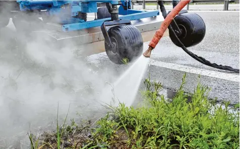  ?? Foto: Andreas Lode ?? Trotz der Behandlung mit heißem Wasserdamp­f im vergangene­n Jahr wächst die Ambrosia an der B2 in Meitingen wieder.