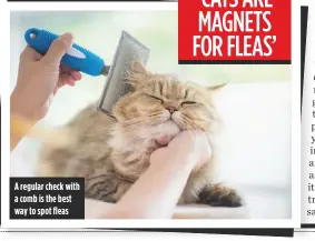  ??  ?? A regular check with a comb is the best way to spot fleas