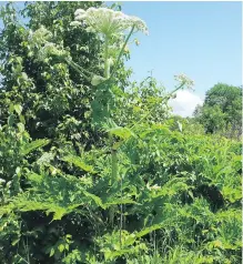  ??  ?? Giant hogweed up to six metres tall has been found in B.C., the Atlantic provinces, Quebec and Ontario.