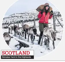  ??  ?? SCOTLAND Reindeer herd in the Highlands