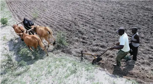  ?? | EPA | AARON UFUMELI ?? Villagers using cattle to plough a piece of land 350km south of the capital Harare, Zimbabwe. Land reform was necessary in Zimbabwe to address past injustices, says the writer.