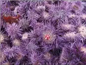  ?? MICHELLE BLACKWELL — ADVOCATE-NEWS ?? A pile of purple urchins removed in August 2020from Noyo Harbor.