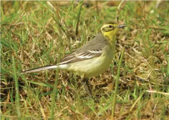  ?? ?? FIVE: Female Citrine Wagtail (Ouessant, France, 21 May 2009). The combinatio­n of pale lemonyello­w head and underparts, white undertail coverts, grey upperparts and strikingly contrastin­g wing-bars and tertial fringes renders this bird readily identifiab­le as an adult Citrine Wagtail. However, it lacks the black nape collar and plain-looking head of a male, showing instead the typical female pattern of grey crown, weakly smudged lores, dark eyestripe and lower ear covert border, combined with pale-centred ear coverts and a prominent pale rear ear covert surround.