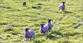  ??  ?? With lambing season imminent, dog walkers are being urged to exercise caution around sheep.