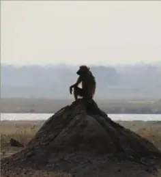  ?? TAMARA HINSON ?? A baboon takes in the view from a mound in Mana Pools National Park.