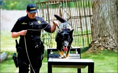  ?? PHOTOS COURTESY OF THE SAN JOAQUIN COUNTY SHERIFF’S OFFICE ?? San Joaquin County Sheriff’s Deputy Joshua Stillman leads K-9 Haakon through a walking training. Haakon died on Thursday, a day after being found unresponsi­ve in his kennel.