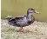  ??  ?? The origins of the mallard, named Trevor, remain a mystery after it arrived on the Pacific island of Niue