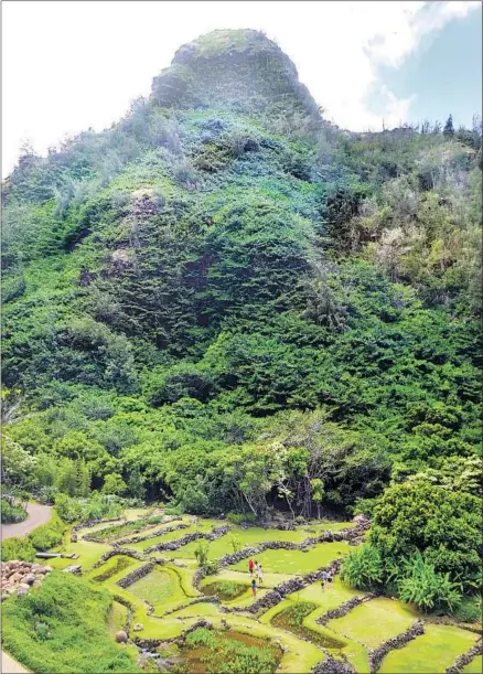 ?? Calvin B. Alagot Los Angeles Times ?? LIMAHULI Garden & Preserve in Hanalei, on Kauai, has ancient taro terraces in the shadow of the mountain known as Makana.